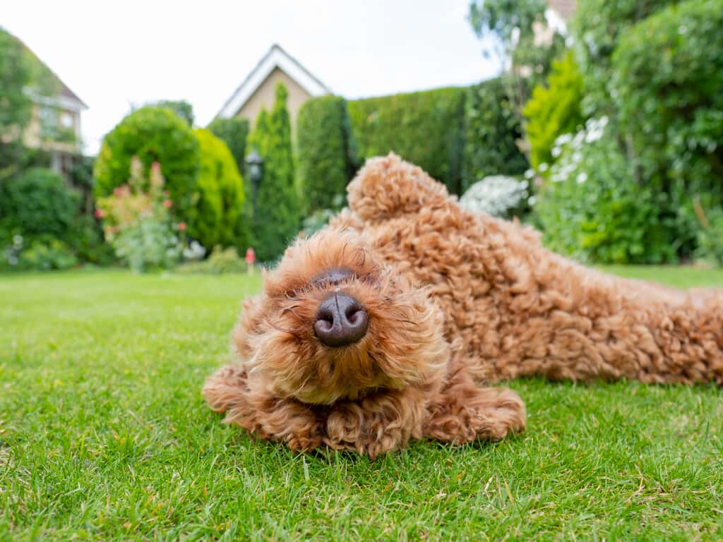 Dog rolling in grass